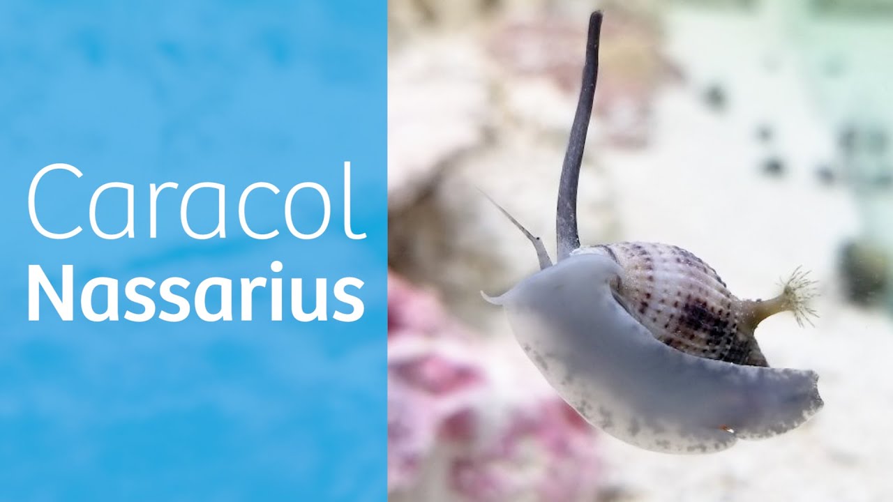 Nassarius · Caracol sifonador para acuario marino 🐌