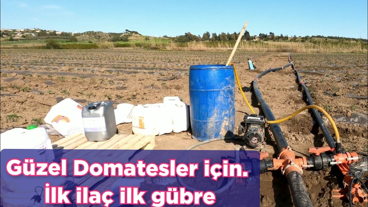 Yüksek verim için Domates te ilk ilaçlama ve ilk gübreleme. domates yetiştirme adana