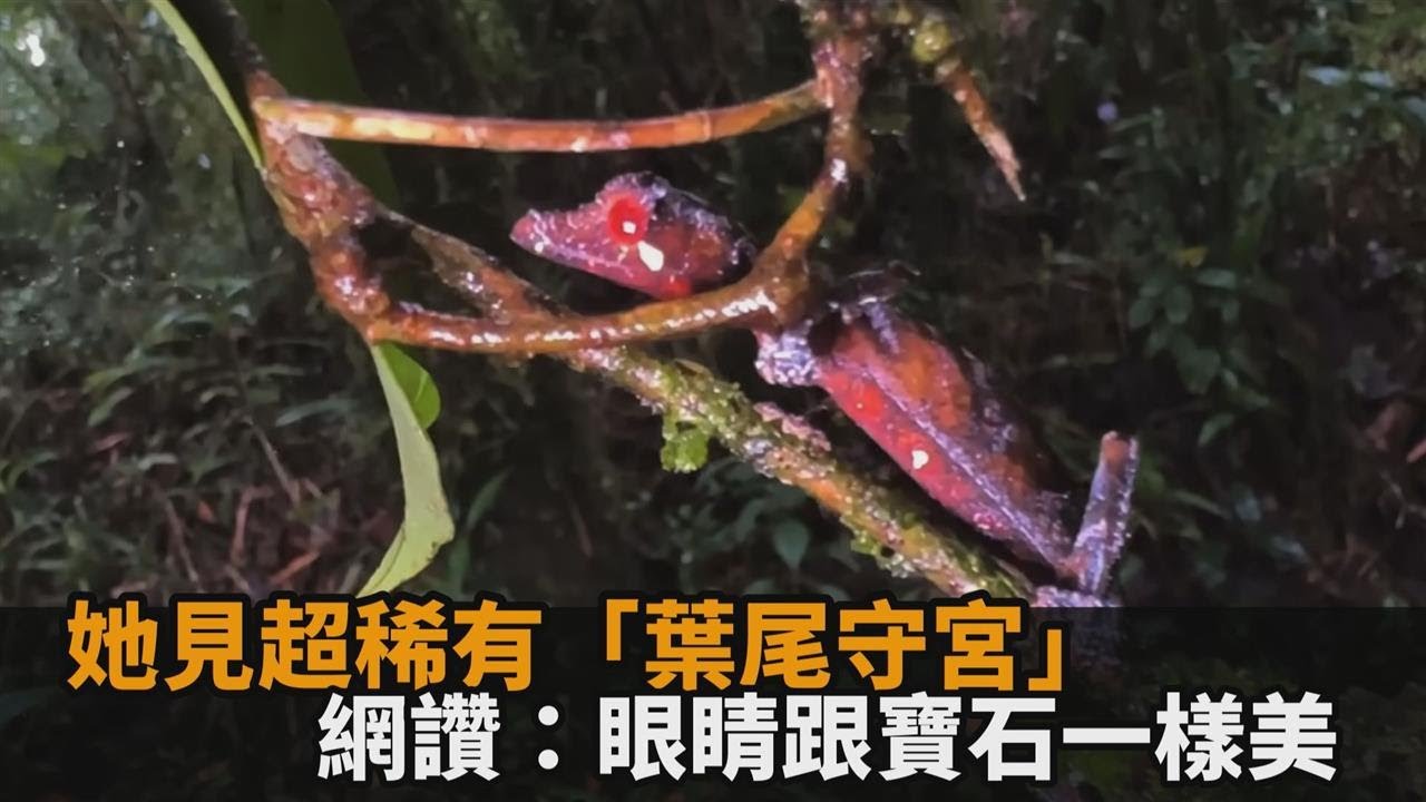 馬達加斯加變色龍繁多！她見超稀有「葉尾守宮」　網讚：眼睛跟寶石一樣美－全民話燒