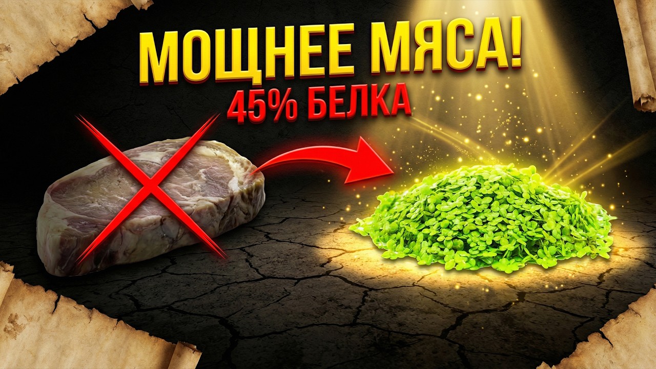 В 10 РАЗ МОЩНЕЕ МЯСА! ЭТО РАСТЕНИЕ СКРЫВАЛИ ОТ НАС ВЕКАМИ