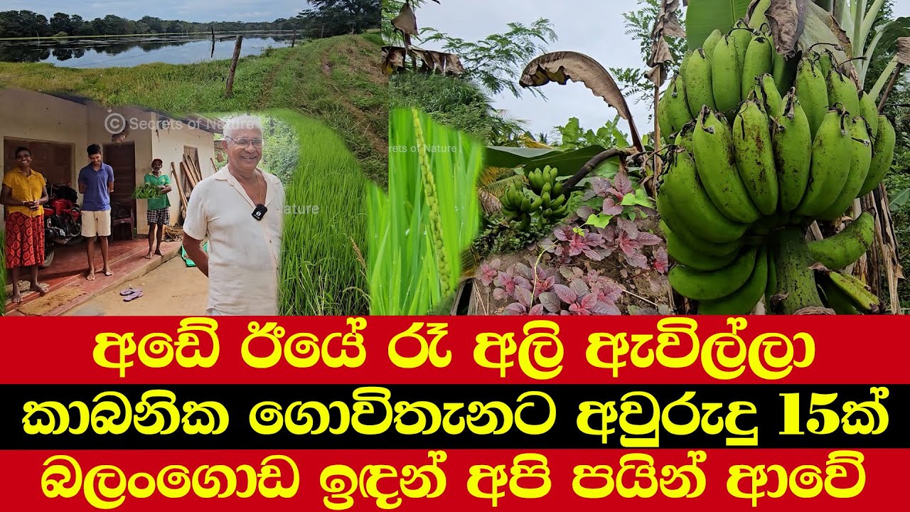 අඩේ ඊයේ රෑ අලි ඇවිල්ලා | කාබනික ගොවිතැනට අවුරුදු 15ක් | බලංගොඩ ඉඳන් අපි පයින් ආවේ