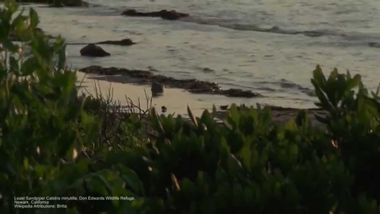 Nantucket Island: Formation, Health and Function