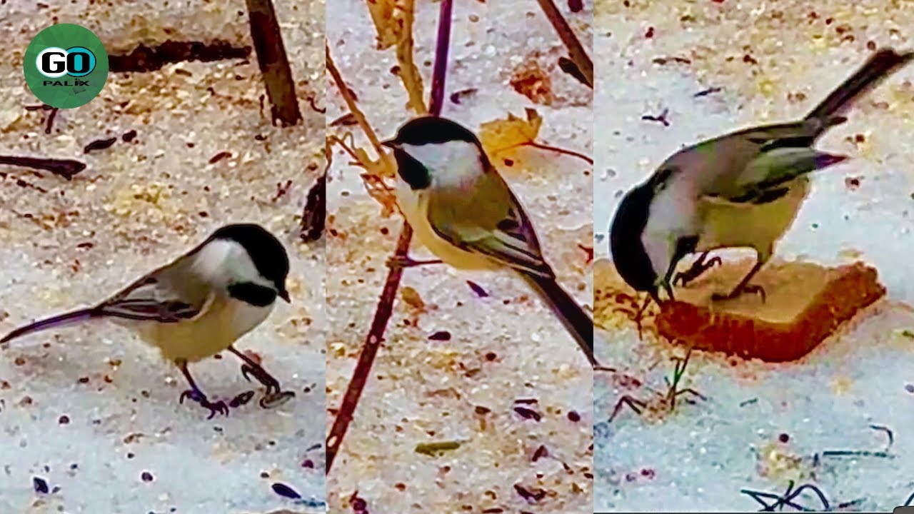 🐦❄️Winter Chickadee at the Backyard Bird Feeder! South Dakota; USA