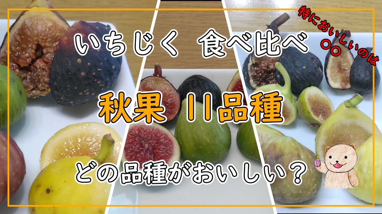 【いちじく】秋果11品種の食べ比べ！  おいしい品種は？