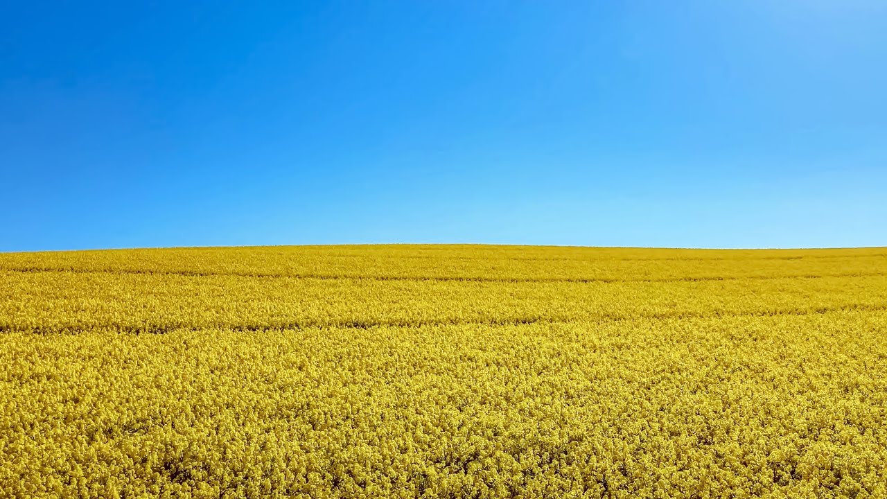 Fields of Yellow Skies of Blue