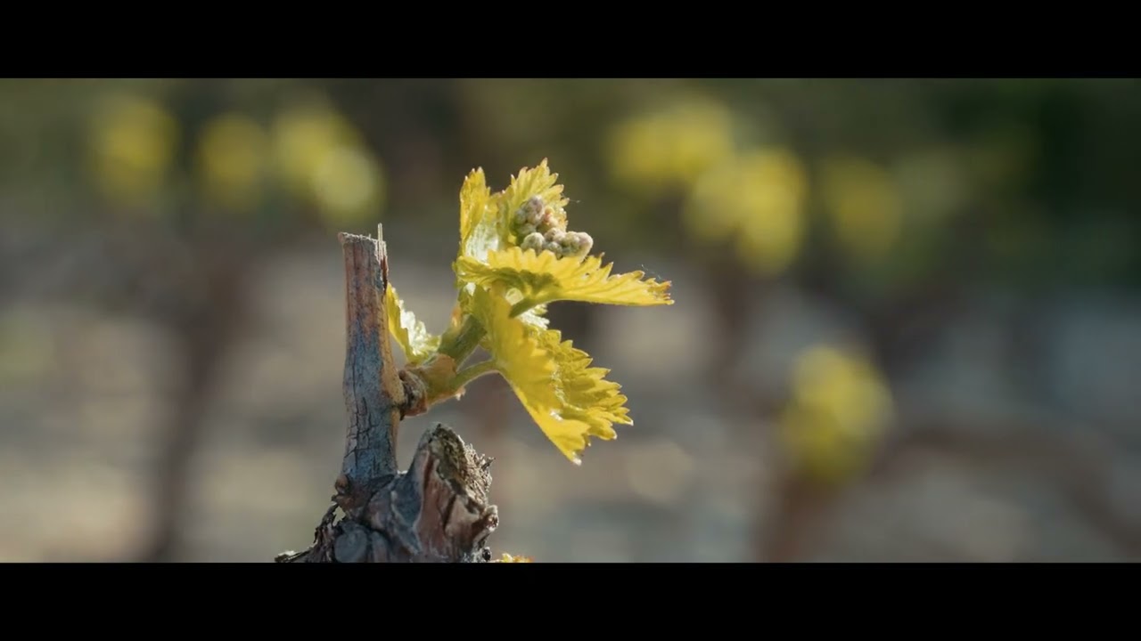 Un printemps à Cairanne - Cru des Côtes du Rhône