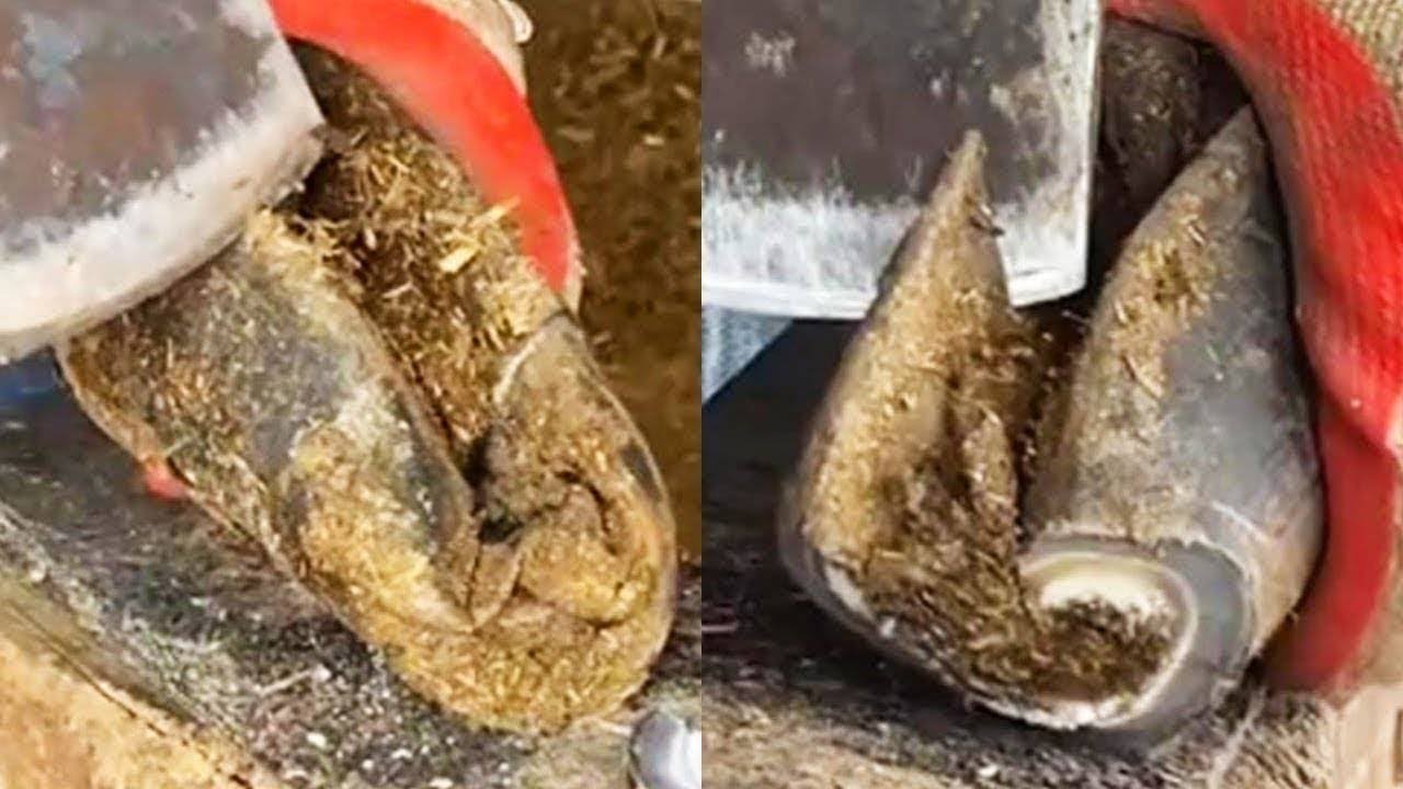 Save the donkey that can't walk丨ASMR丨Donkey hoof cutting sound