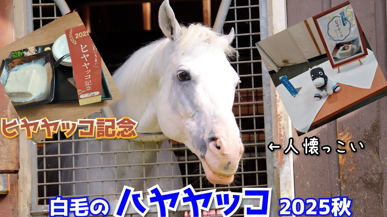「白毛のハヤヤッコ2025秋🍁 ノーザンホースパークで会えるアイドルホース」