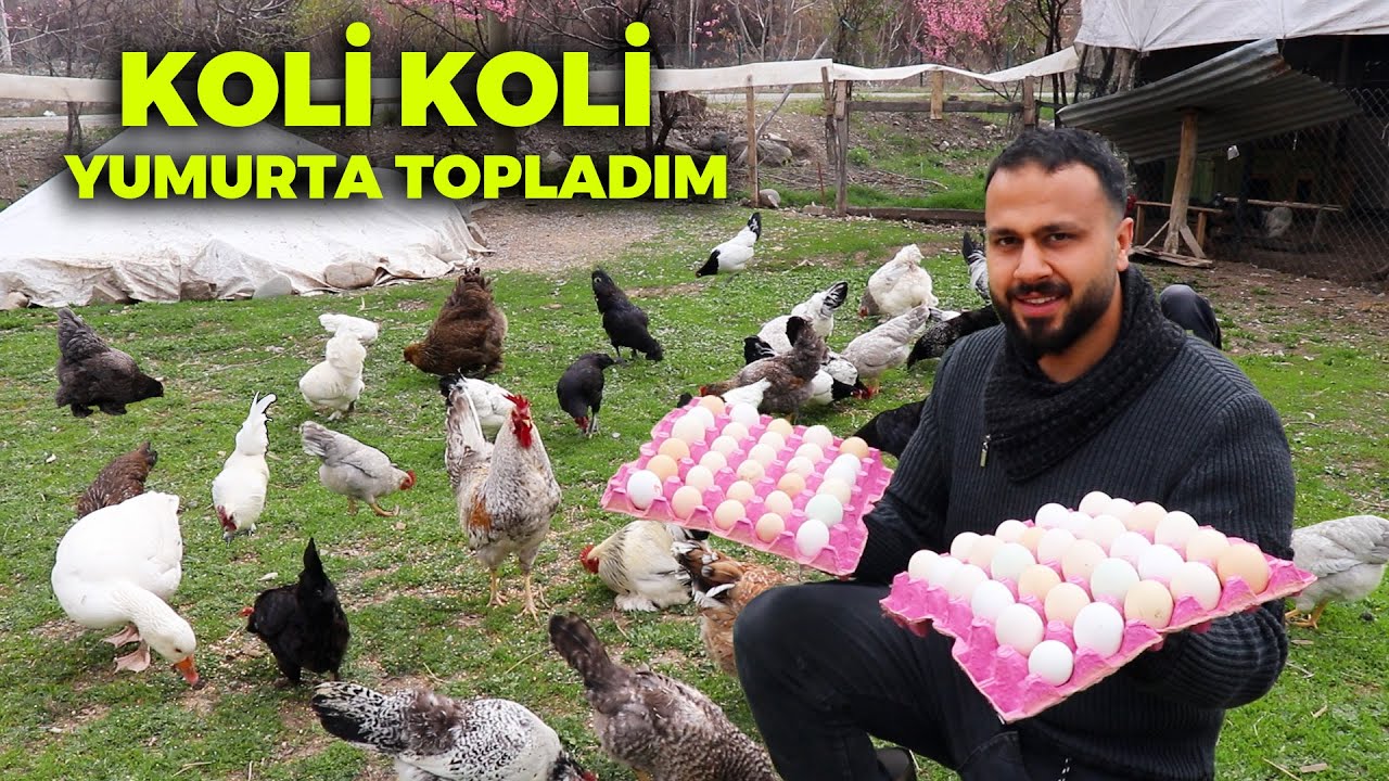 Koli Koli Yumurta Topladım - 4 GURK Tavuğu ve Civcivleri İnceledik - Çiftlik İşleri - Tavuklar Hasta