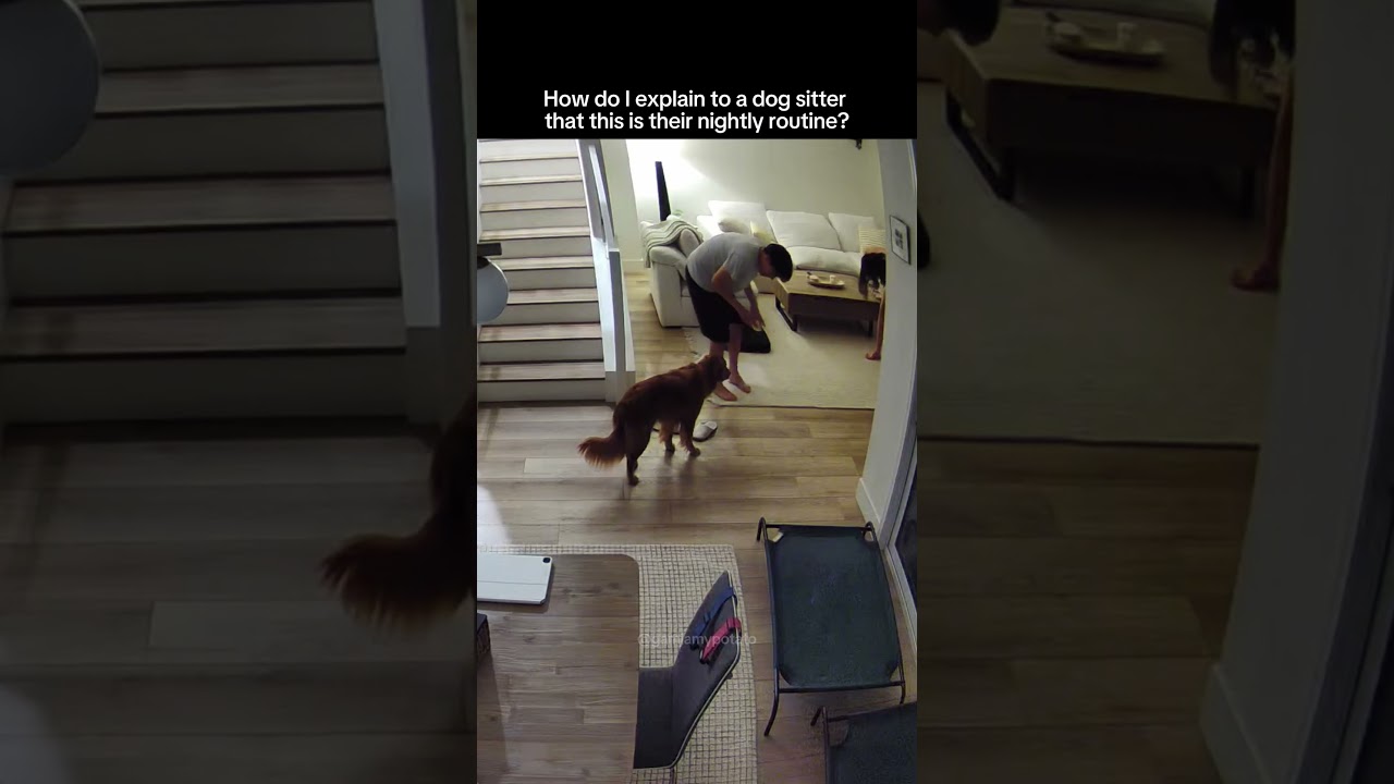 What and How Am I Going To Tell The Dog Sitter?? 
