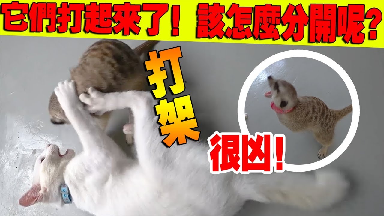 黄祖蓝和 Matata打起来！连我都不敢分开他们！