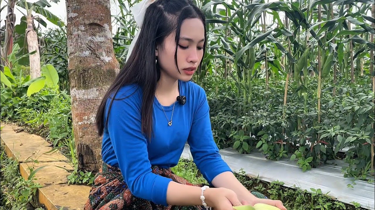 NENG MUMUN GADIS DESA CANTIK SEDANG AKTIVITAS PANEN JAGUNG DI KEBUN