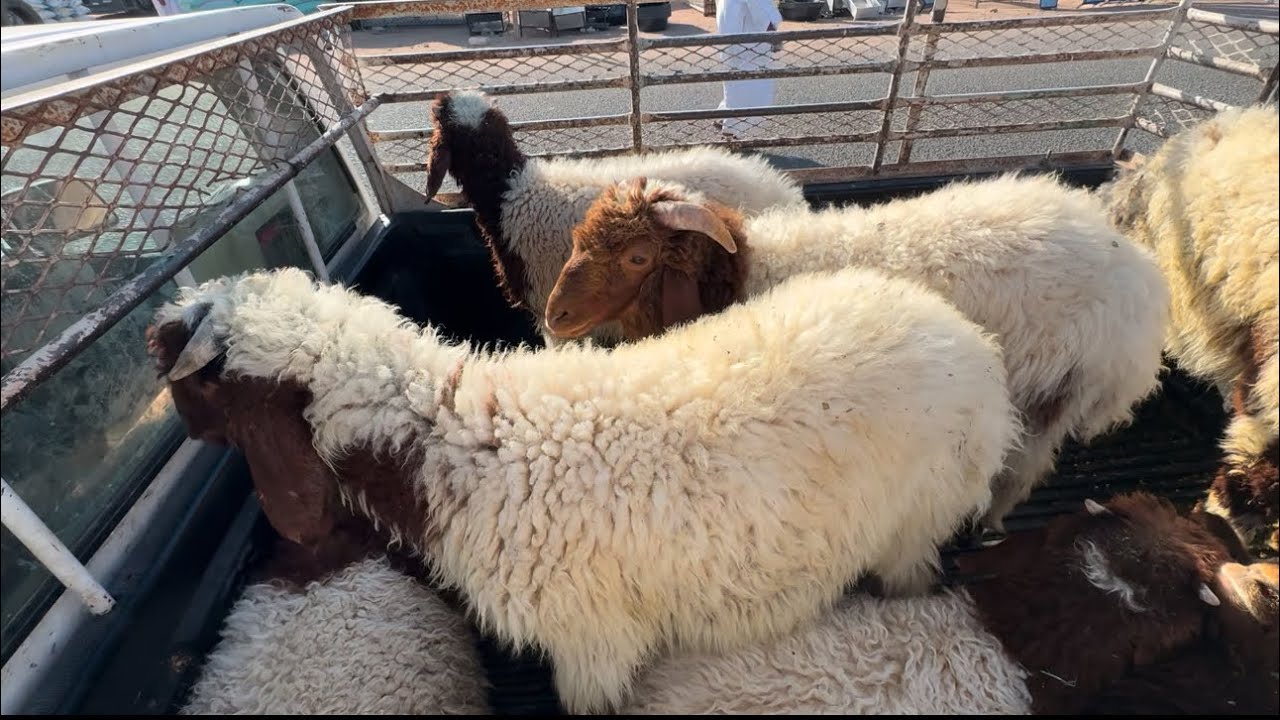 سوق الحلال والأسعار حاليا هل رخيص او غالي ؟🐏علمتكم ب أسعار الحلال الطيب 👍🏻🐏واستفيدو 🇸🇦