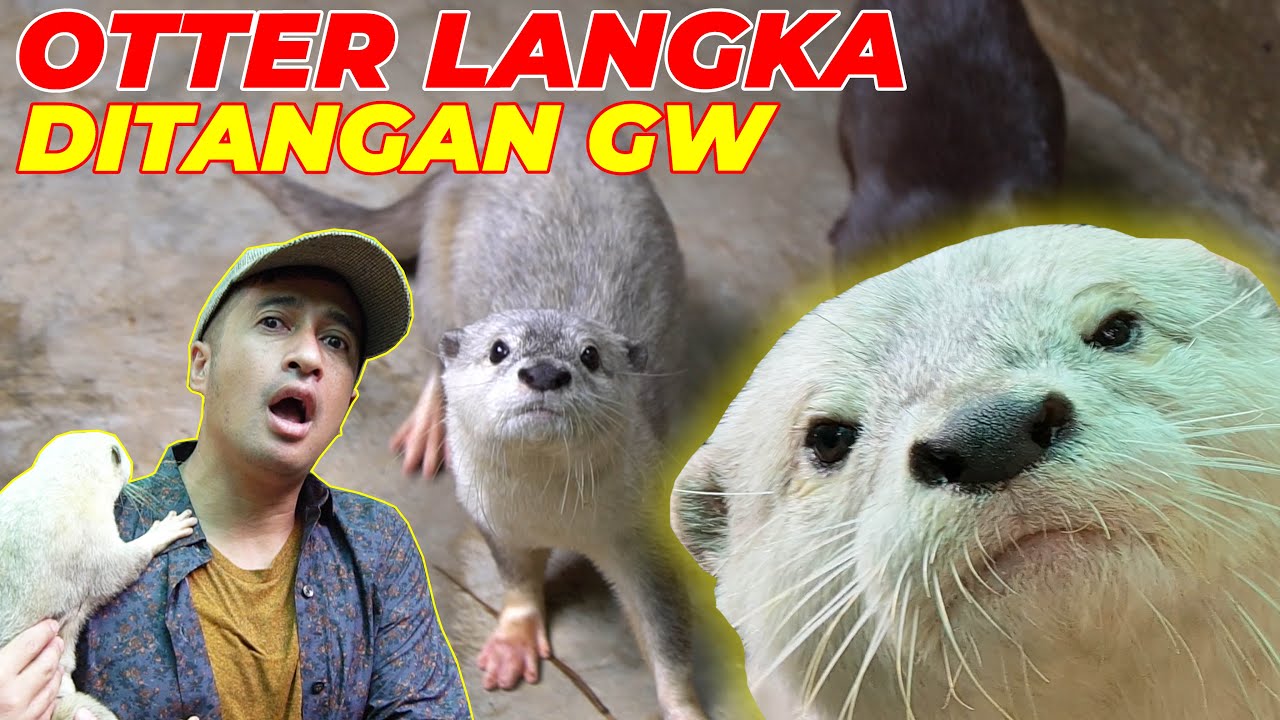 LANGKA !! OTTER MOZAIK RASANYA PENGEN BAWA PULANG