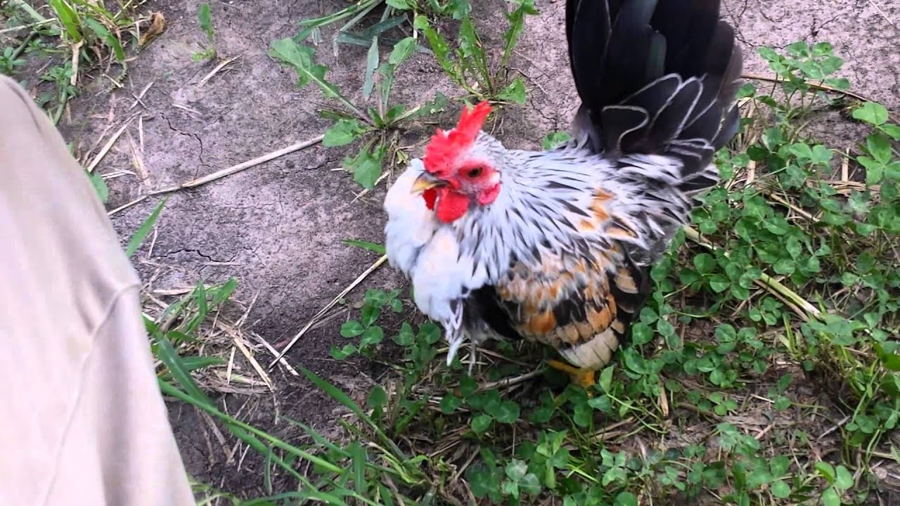 🐓 Miniature Rooster Struts His Stuff [Serama Rooster aka Miniature Rooster]