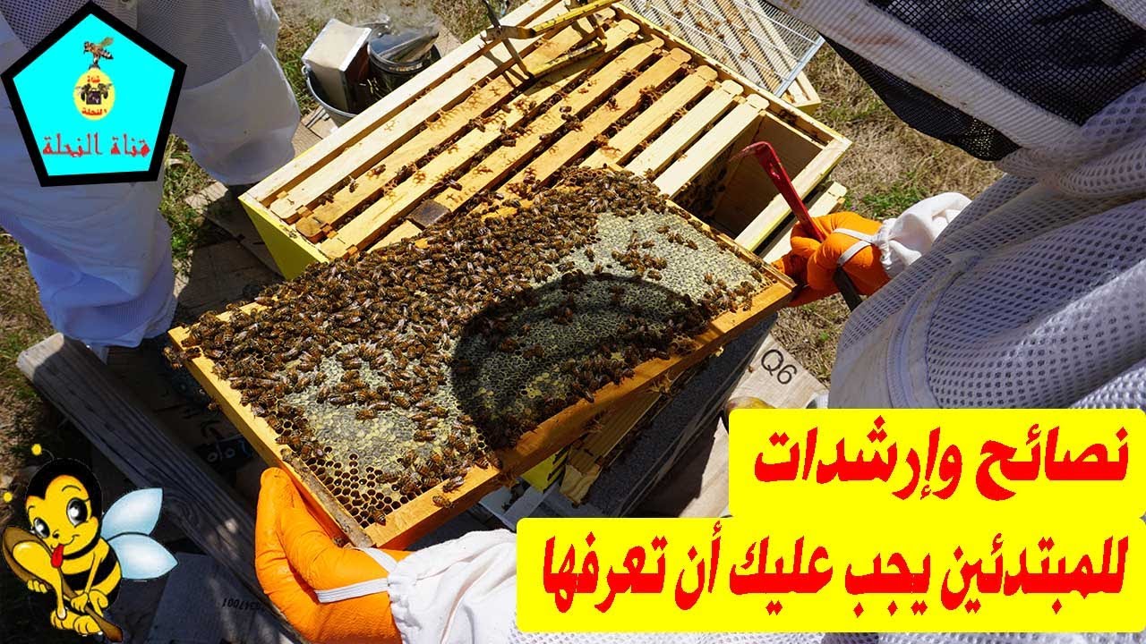 نصائح وإرشادات حول تربية النحل يجب عليك أن تعرفها