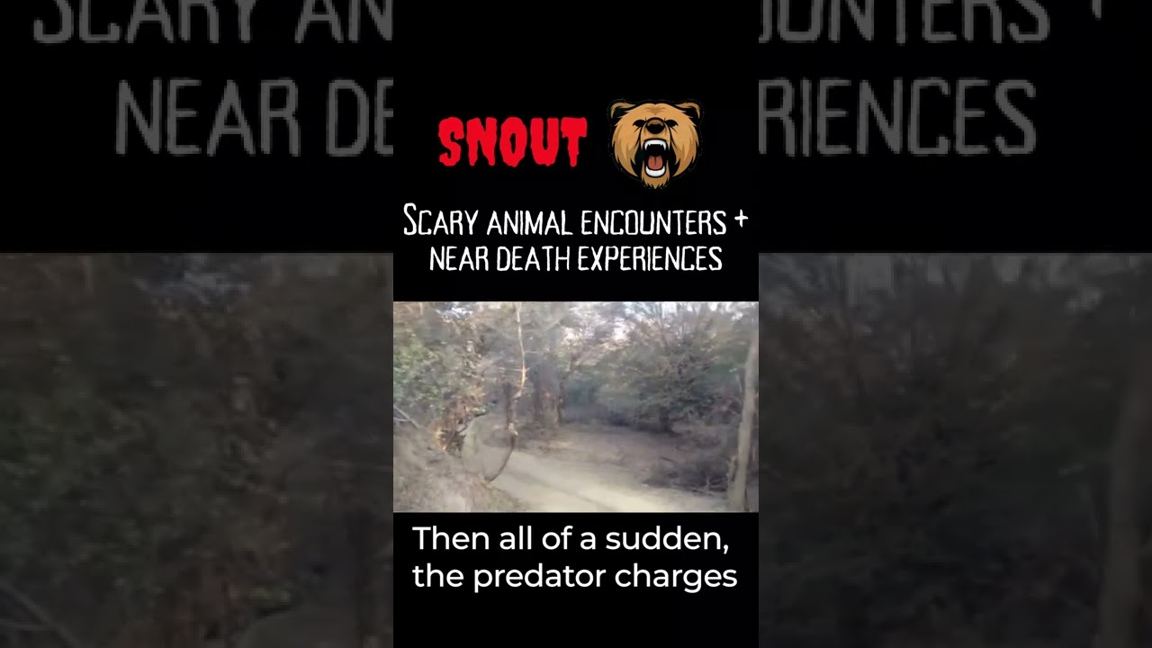 TIGER LEAVES TOURISTS TERRIFIED🐯😱 | Near death experience