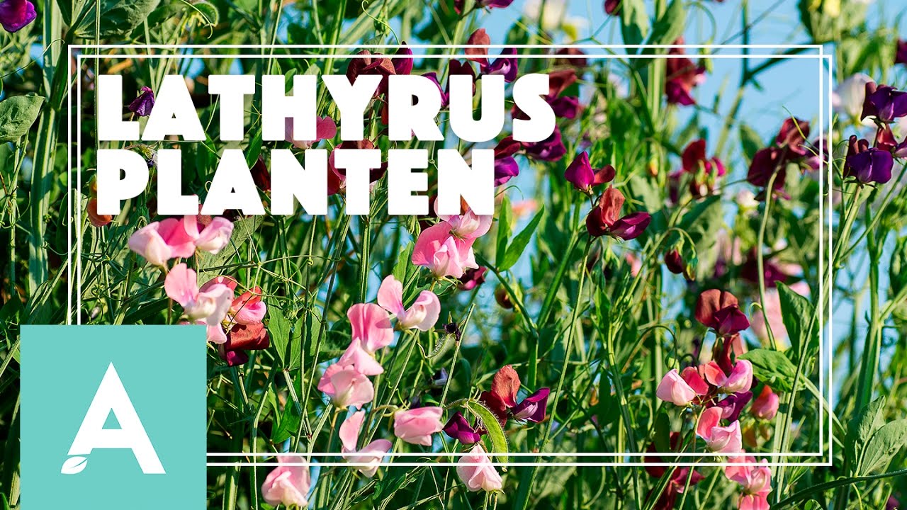 Lathyrus planten! - Grow, Cook, Eat #25