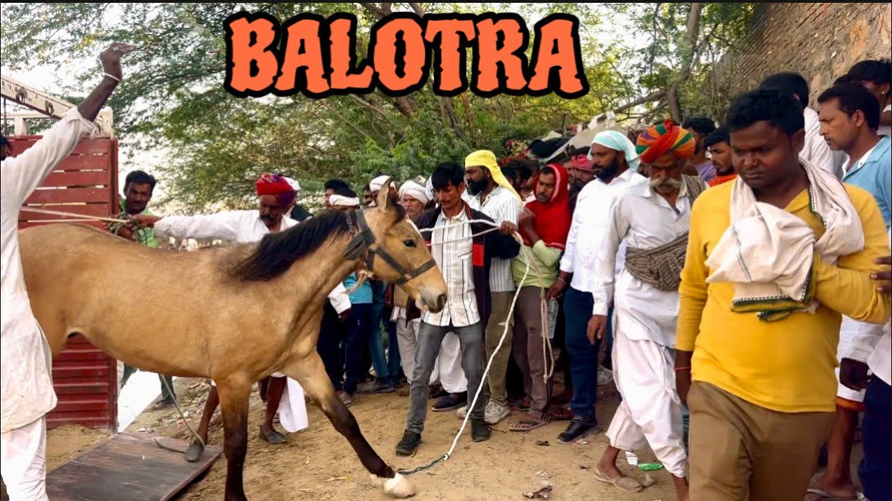 जैसलमेर से ट्रक भरकर घोड़े आए बालोतरा 