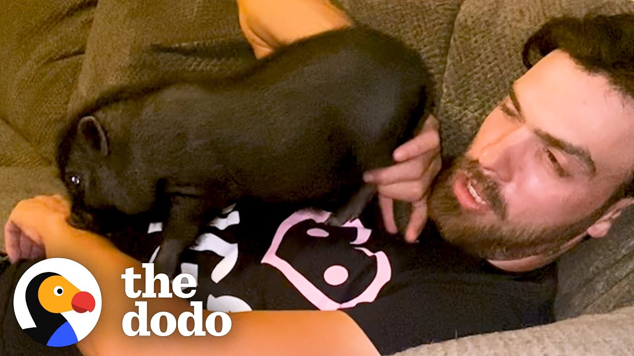 Tiny 5-Day-Old Piglet Loves To Tease All The Bigger Pigs | The Dodo Little But Fierce