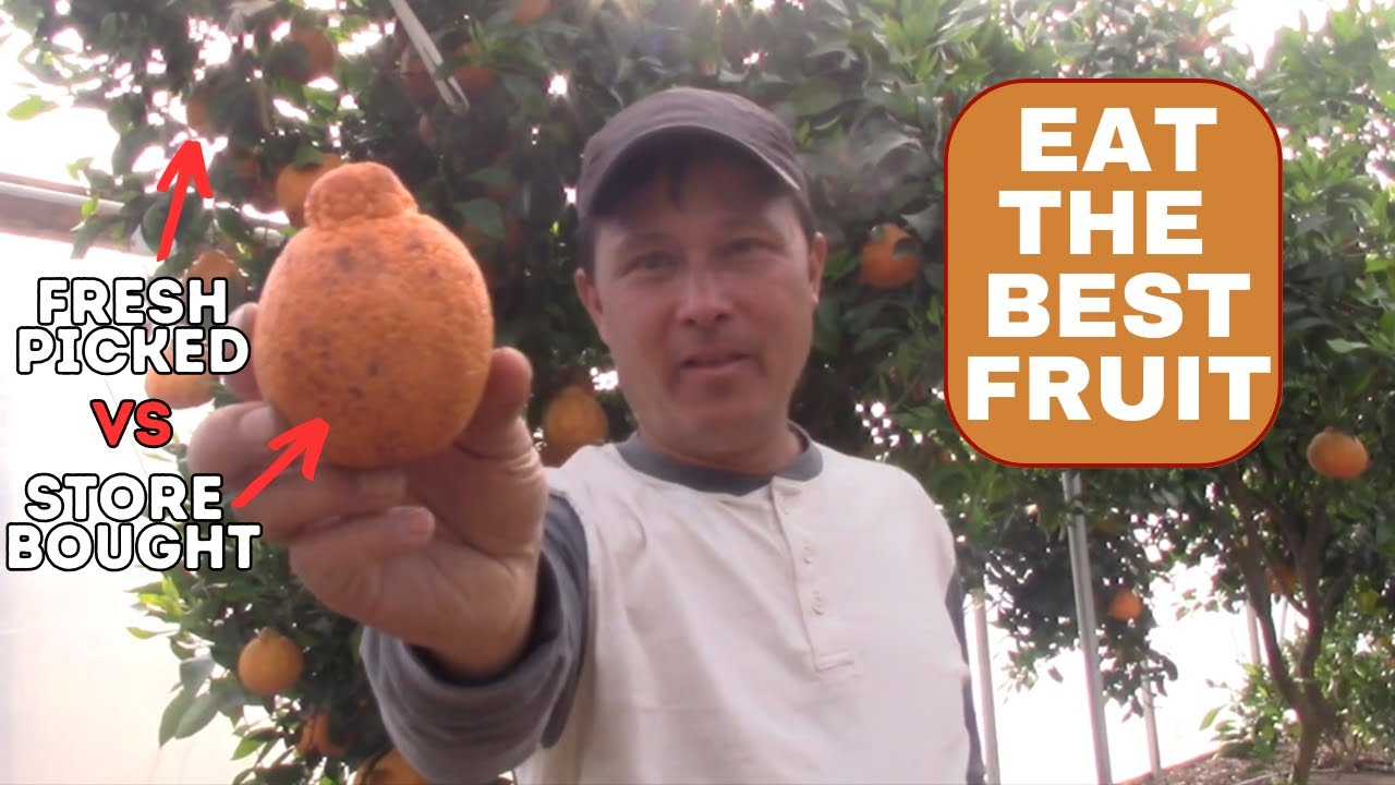 Eat the Best Fruit: Store Bought Sumo Citrus vs Fresh Picked Dekopon