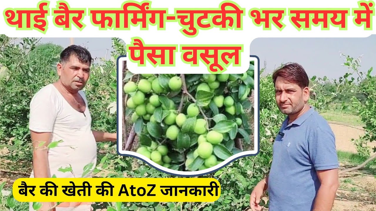 थाई एप्पल बेर की खेती कैसे करें?,थाई एप्पल बेर की खेती के वैज्ञानिक तरीकें ।
