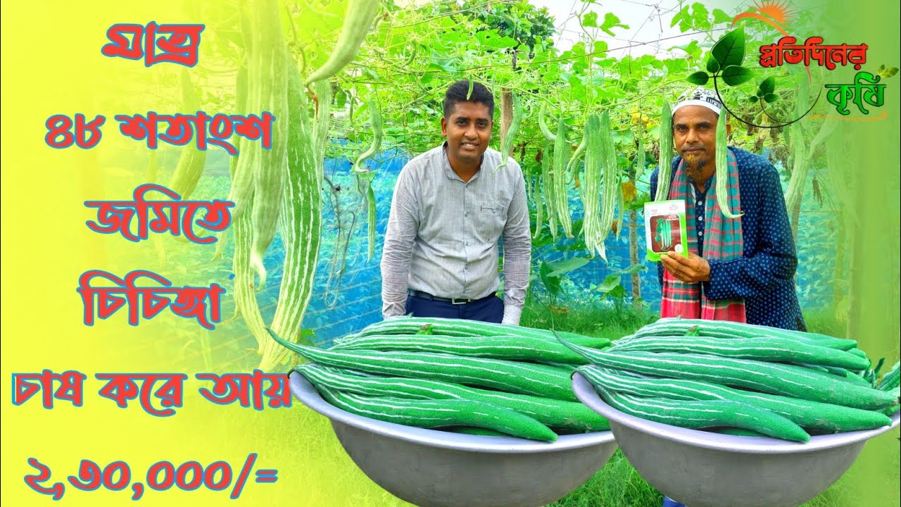 Snake Gourd Farming || চিচিঙ্গা চাষ||চিচিঙ্গার হাইব্রিড জাত পদ্মা ||চিচিঙ্গা চাষ পদ্ধতি||