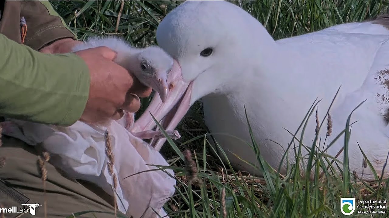 Royal Albatross - The little chick has a health check and be weighed twice a day 🌸⚖️