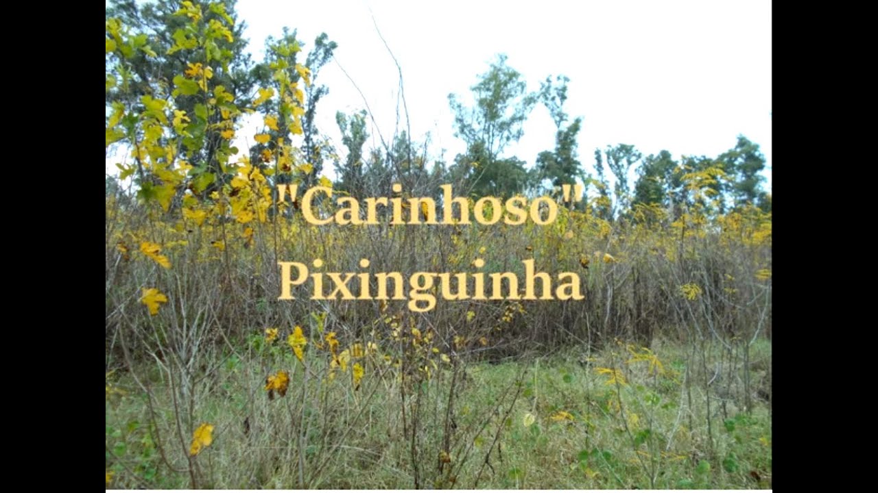 CARINHOSO - PIXINGUINHA  // AYELÉN GALEANO (Cuarteto de Flautas)