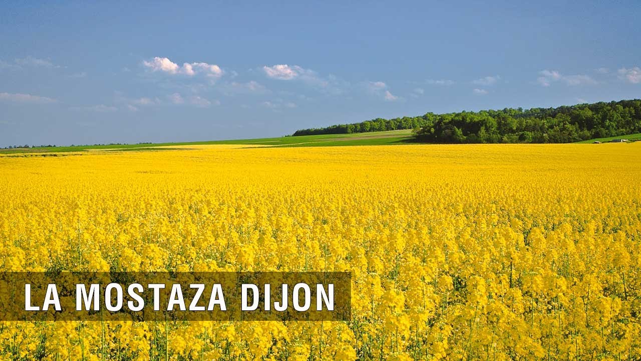 La Mostaza Dijon - TvAgro por Juan Gonzalo Angel Restrepo