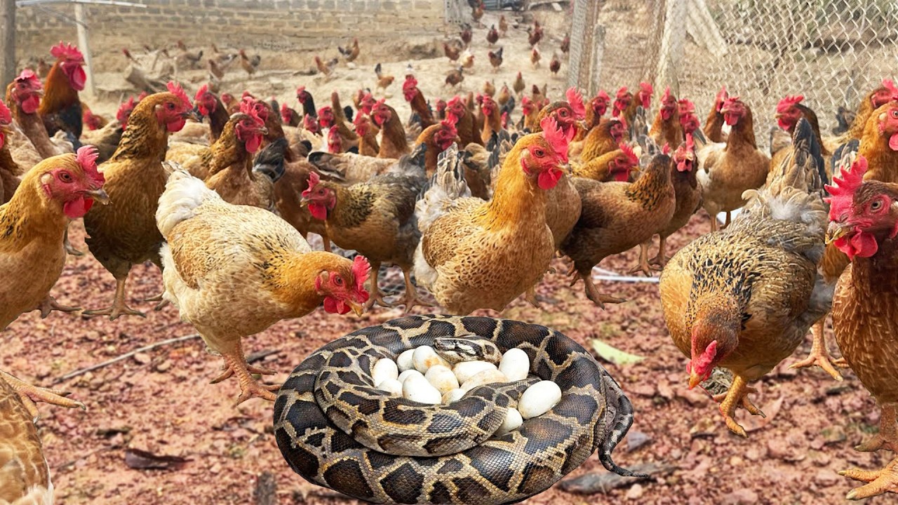 The Flock is in Danger: Tracking and Trapping a Silent Predator (Success)