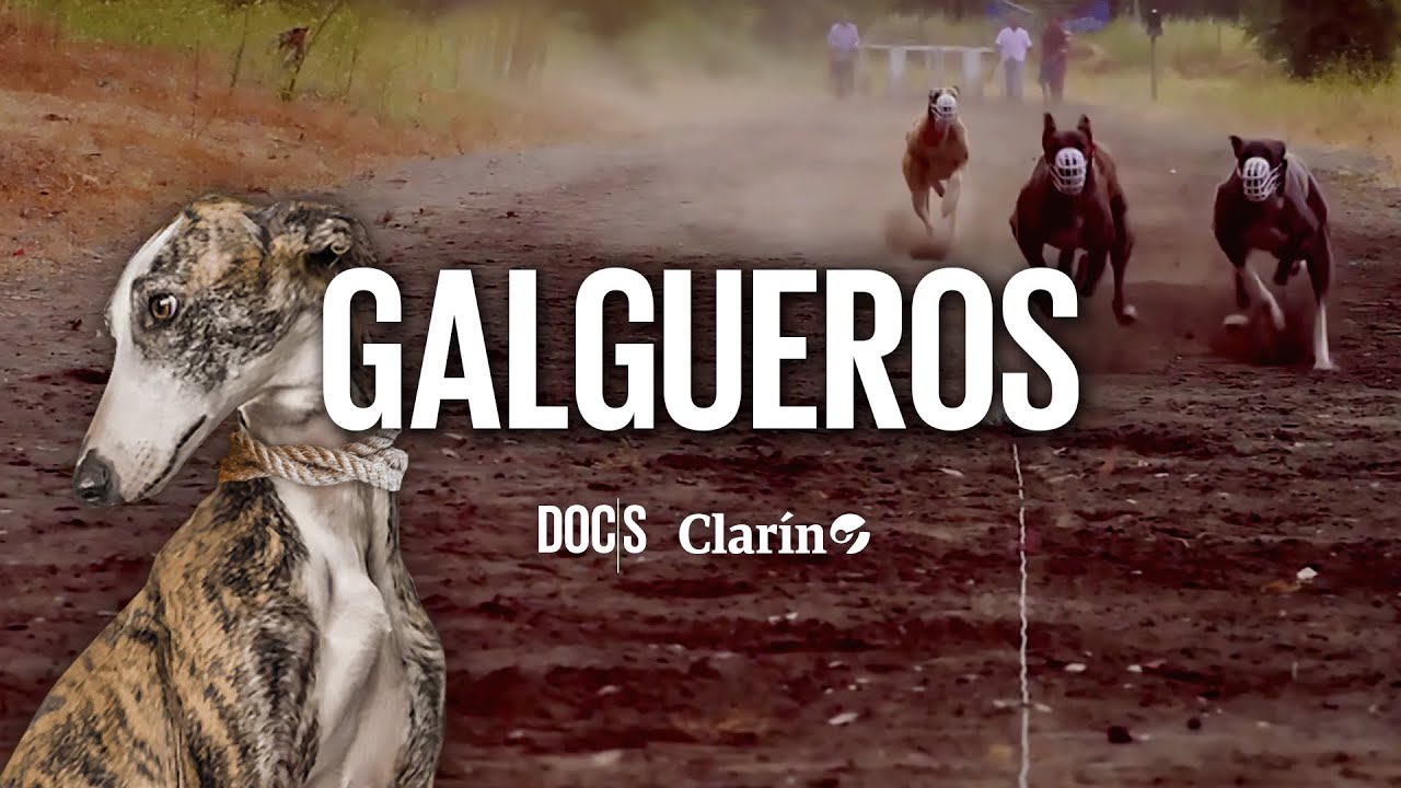 GALGOS: la RAZA DE PERROS que tuvo que ser RESCATADA POR UNA LEY y genera polémica en la calle