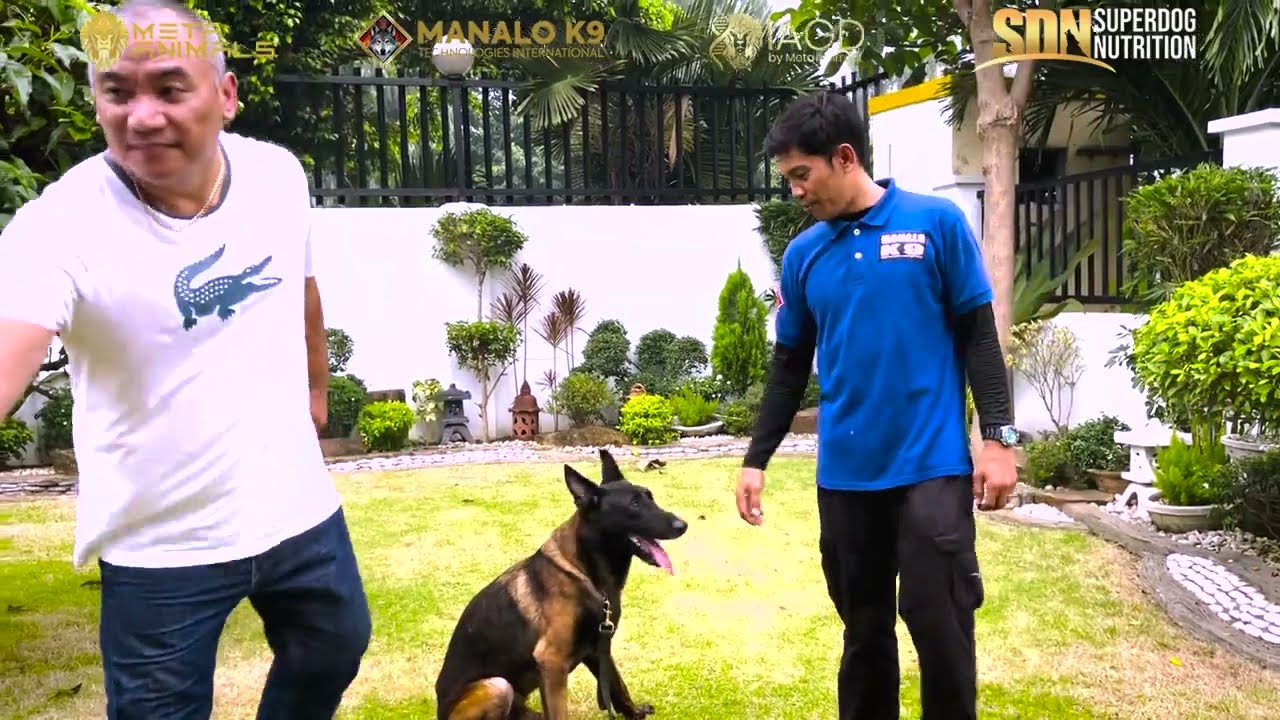MANALO K9'S KRONOS | FAMILY PROTECTION DOG