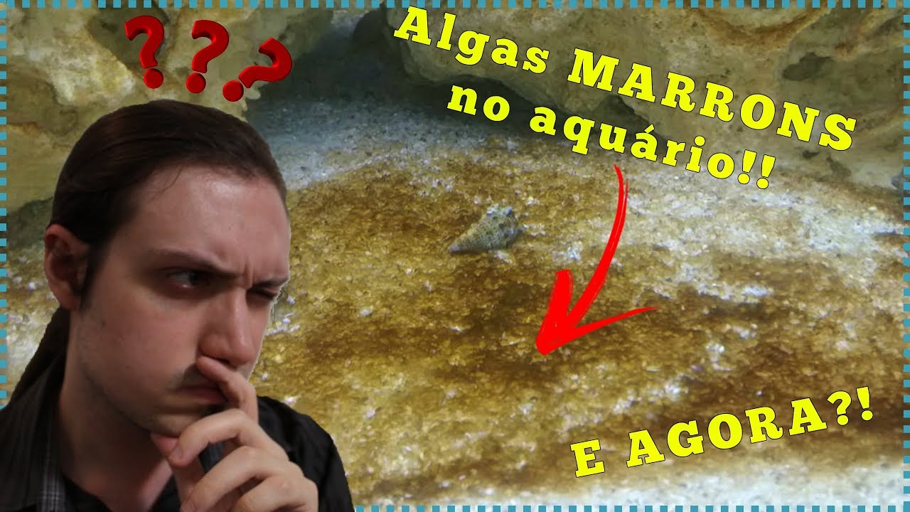 Algas MARRONS no aquário MARINHO! E agora?!