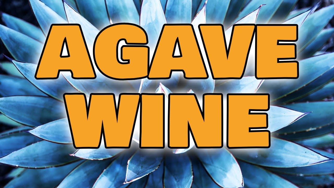Agave Wine - Let's Make Agave Nectar Wine at Home