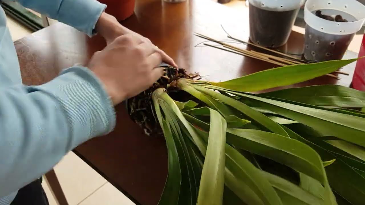 COMO TRASPLANTAR UNA ORQUIDEA CYMBIDIUM