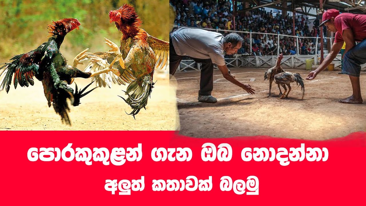 පොරකුකුලන්ගේ  ගැන අලුත්ම කතාව