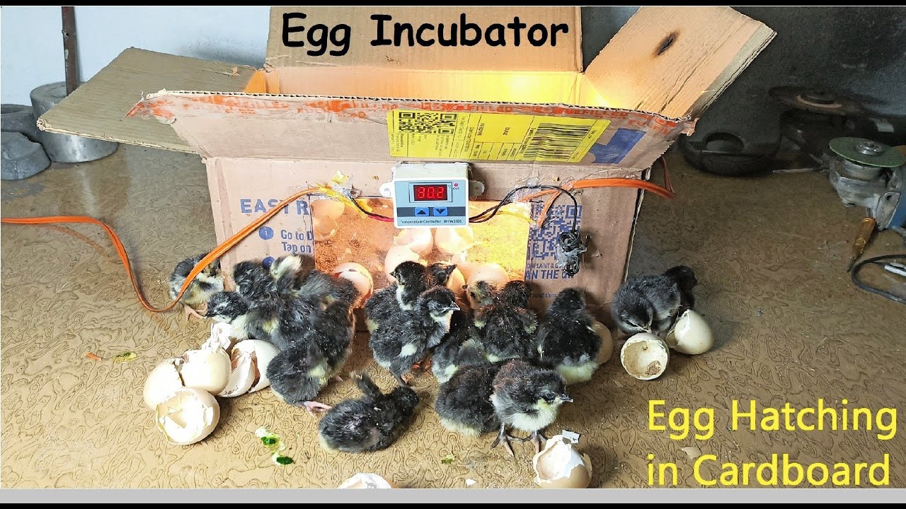 How to make Egg Incubator At home By using Cardboard Box | Egg hatching cardboard box | Chicks