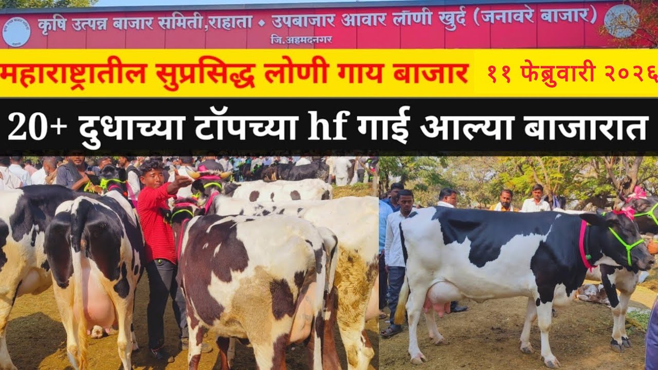 🛑LIVE लोणी गाय बाजार अपडेट्स | गाईंच्या किंमती लाखाच्या पुढे | ११ सप्टें २०२६- बुधवार |#शेतकरी_साहेब