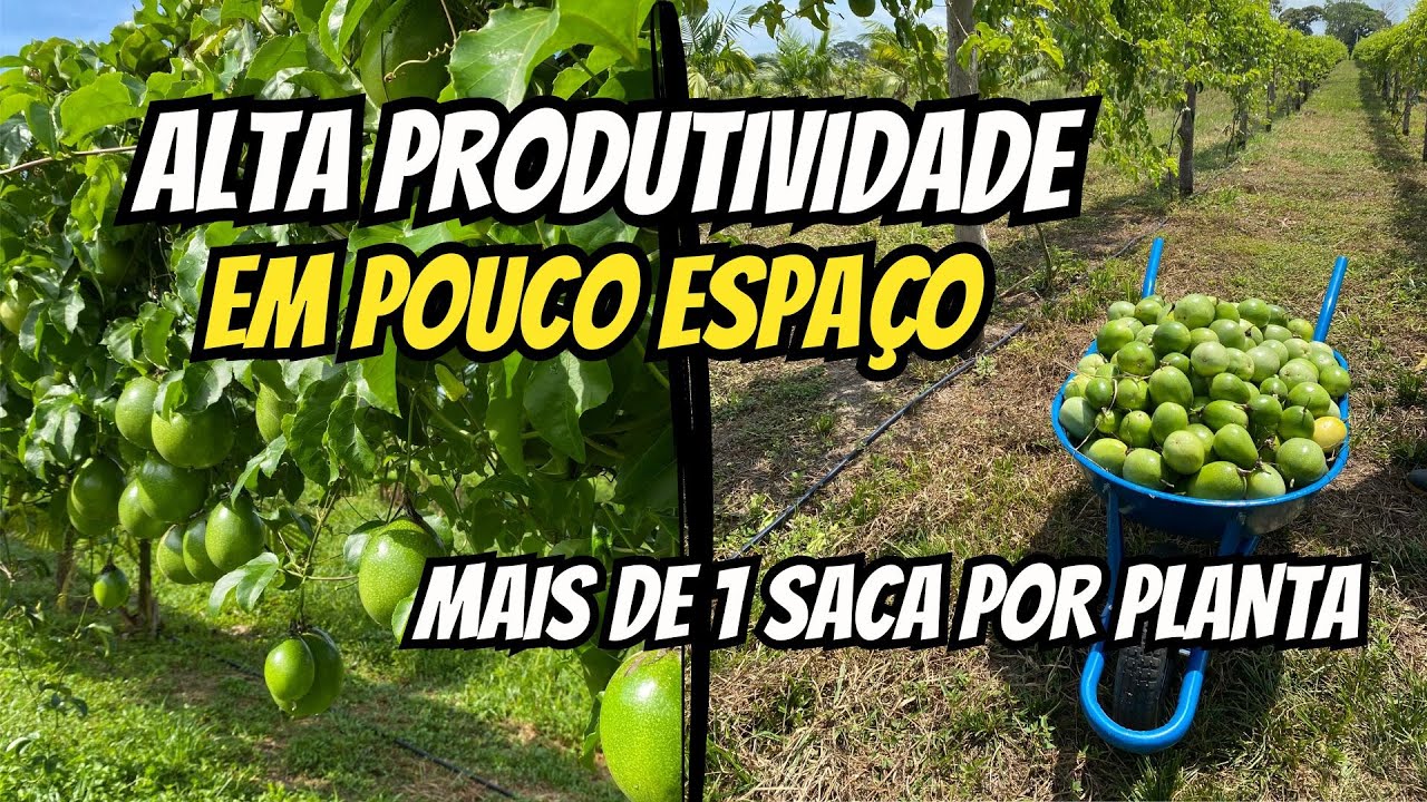 Quanto consigo produzir com 150 pés de maracujá?