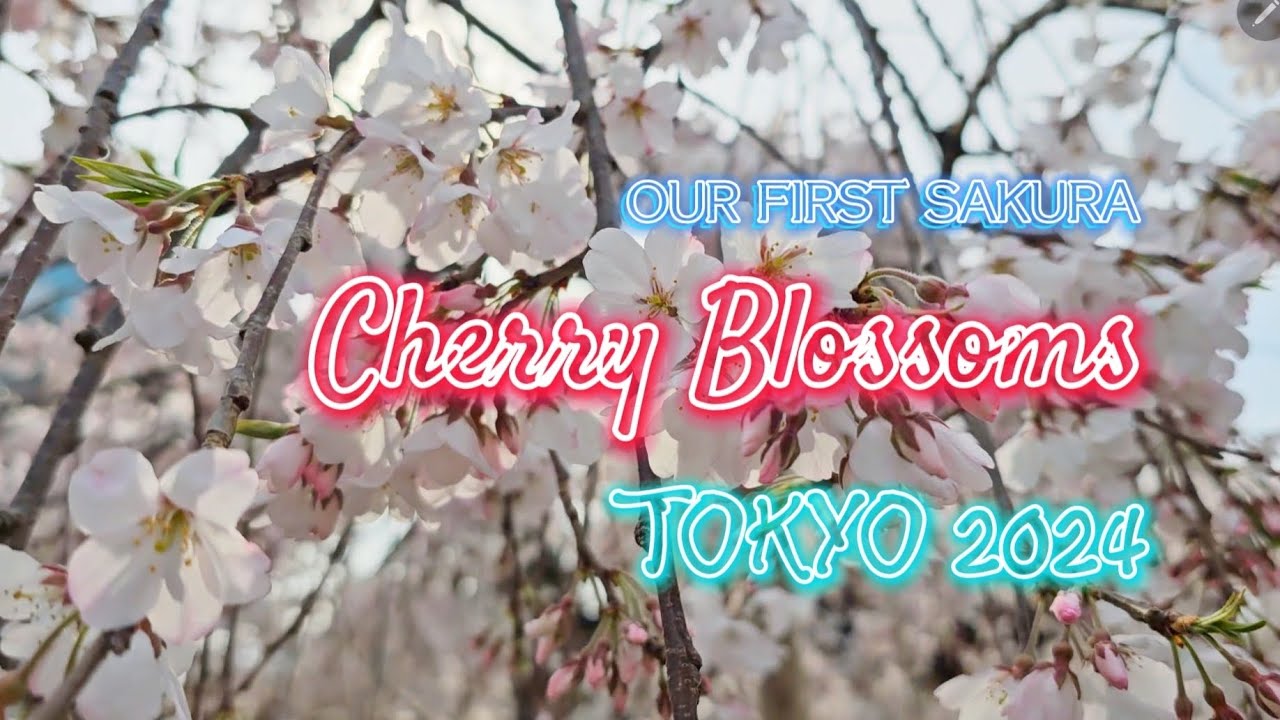 Our First Sakura Experience | Tokyo 2024 | Cherry Blossoms At Kinshi Park 🇯🇵
