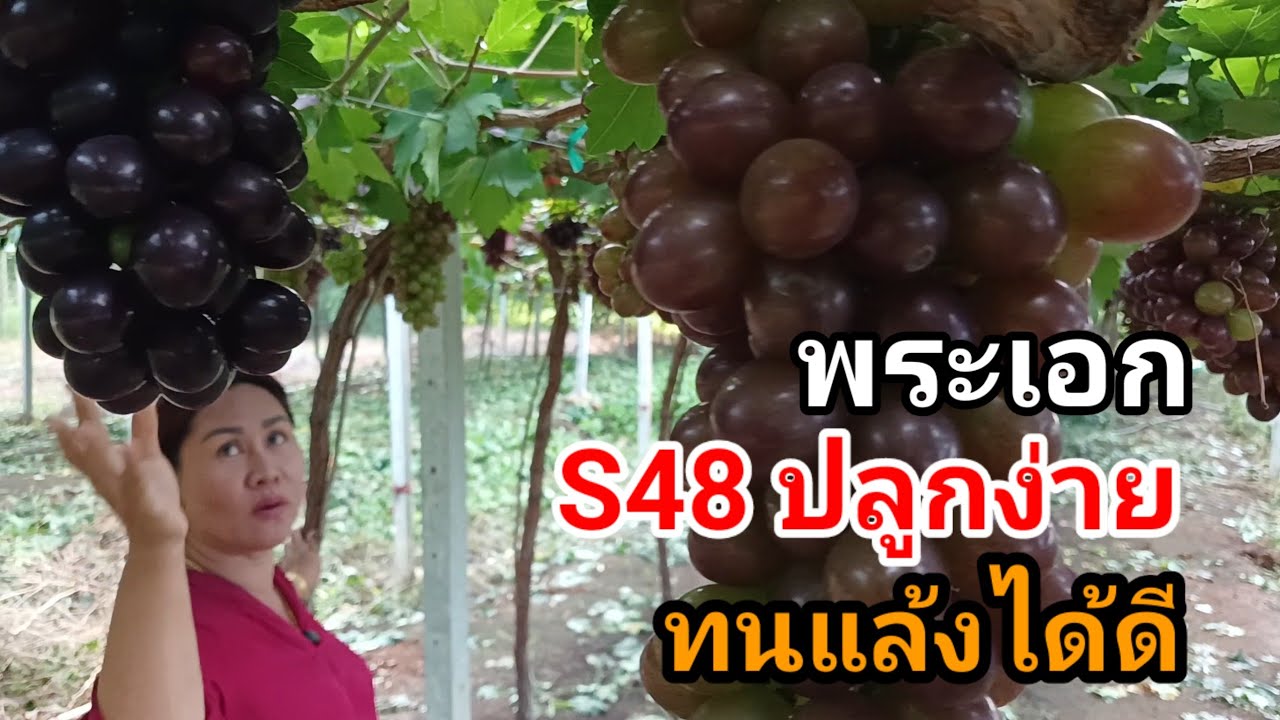S48 ปลูกง่าย ทนแล้งได้ดี ไร่องุ่นเจริญทรัพย์วังน้ำเขียว