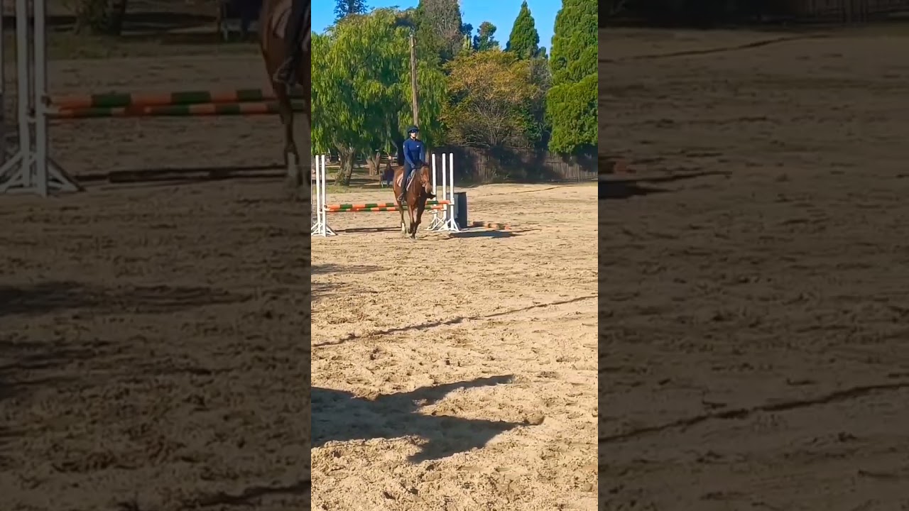 Training a 4 year old#equestrian #showjumping #warmblood #shorts #equestriansport #sporthorse #horse