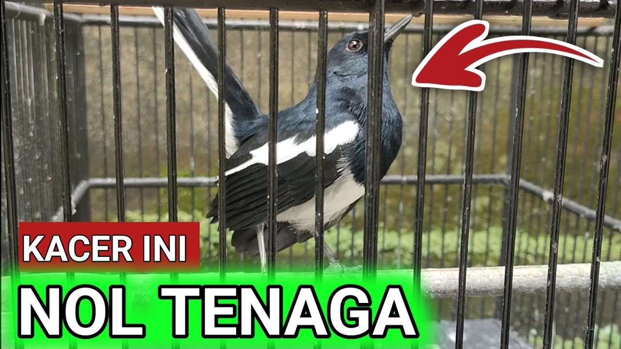 BEGINILAH JIKA KACER GAK PUNYA TENAGA TAPI FIGHTERNYA TINGGI | DR KACER TERBARU