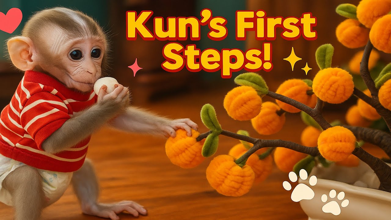 Baby Monkey Kun&rsquo;s First Steps into a New World &ndash; Adorable Moments You Can't Miss!