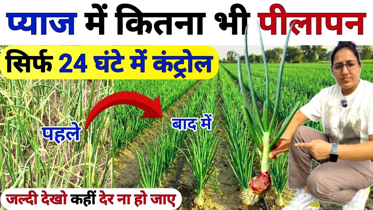 प्याज में पीलापन 😲सिर्फ 24 घंटे में कंट्रोल 🧅| pyaj me pilapan kaise hataye | Pyaj ki kheti | kheti