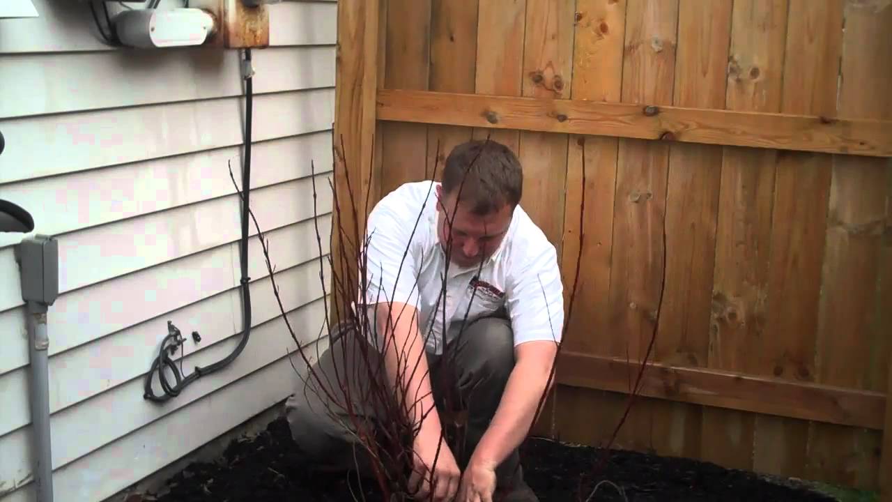 Red-Twig Dogwood
