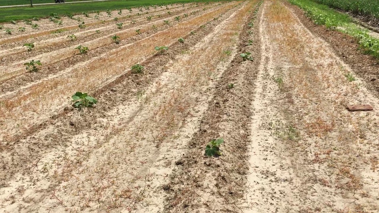Fertilizer burn