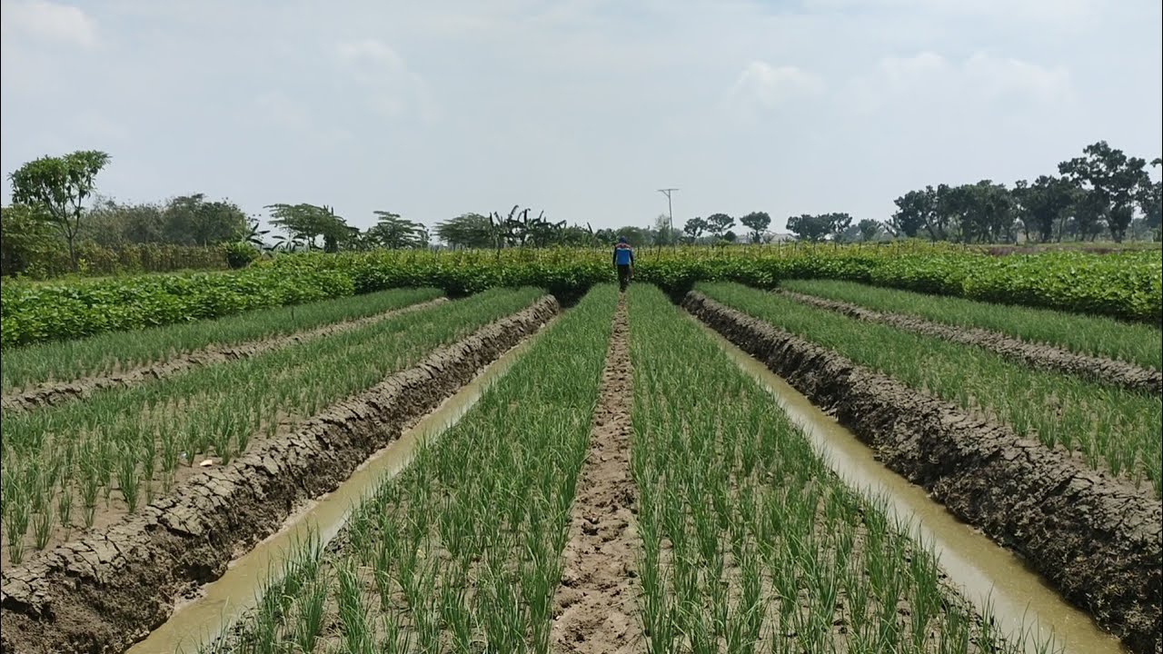 NGOCOR BAWANG MERAH CARA MUPUK EFISIEN DI LAHAN GUSMAN BOJONEGORO