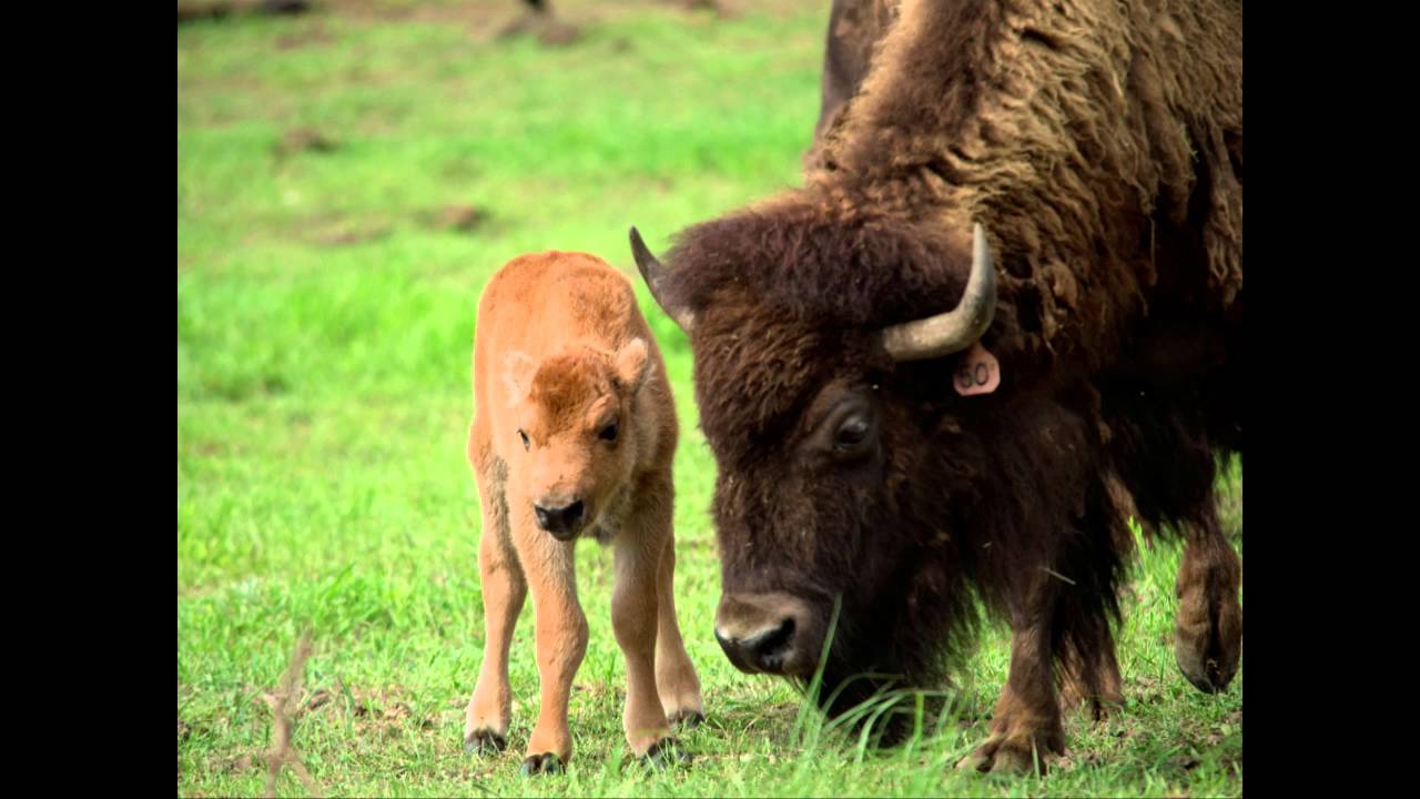 Bison Conservation | Jennifer Barfield | TEDxCSU